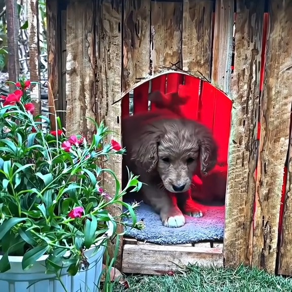 M0902031 true hero ❤️🥺 #humanity #salvandovidas #resgateanimal #seresdeluz #viral