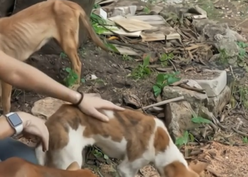 M0902032 These 50 dogs were found like this, they were all rescued and are doing well