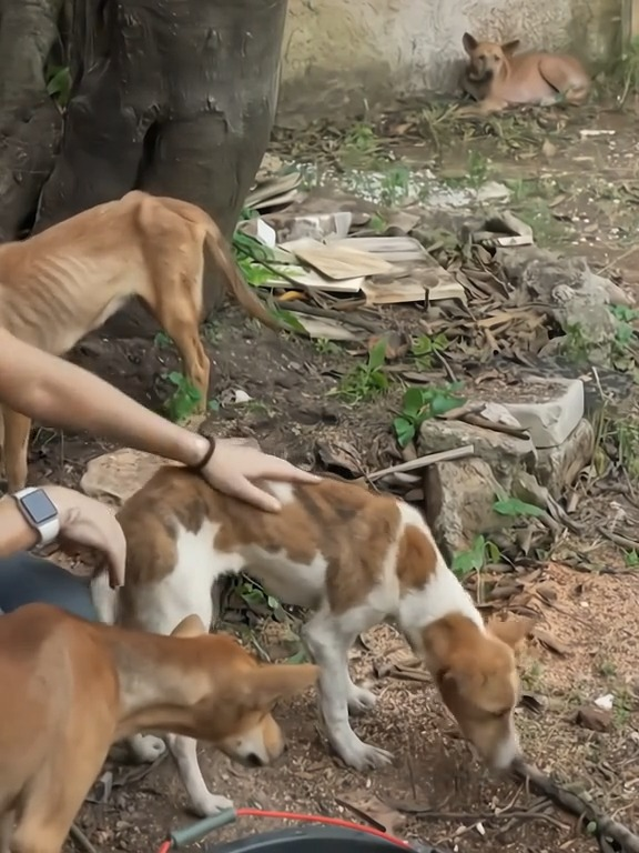 M0902032 These 50 dogs were found like this, they were all rescued and are doing well