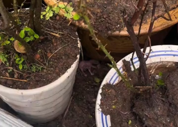 M0902033 I found a small animal in the flower bed and took it home, and then