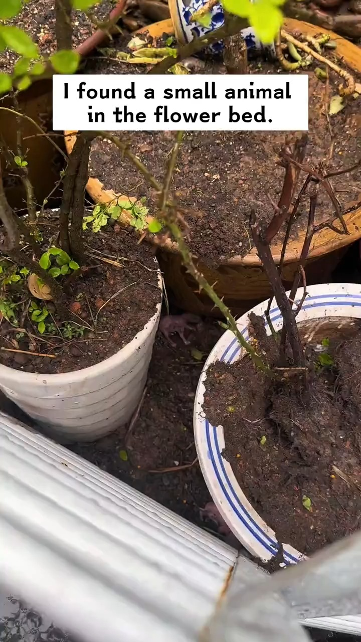 M0902033 I found a small animal in the flower bed and took it home, and then