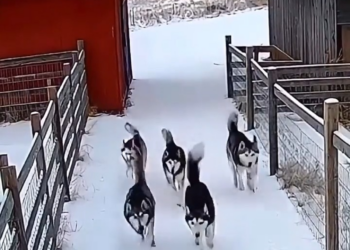 M0902037 A brave yellow cat leads a pack of dogs to rescue a kitten #animals part2