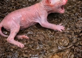 M1202001_Mongoose Tried to Take Newborn Kitten Just in Time Rescue!