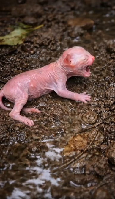 M1202001_Mongoose Tried to Take Newborn Kitten Just in Time Rescue!