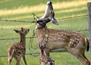 M1202002_Wolves prey on deer