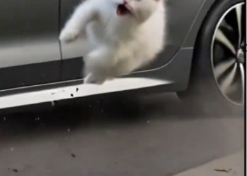 M1202003_That small white kitten looks truly pitiful as it is flung out beside a moving car.