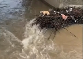 M1202004_dog rescued river