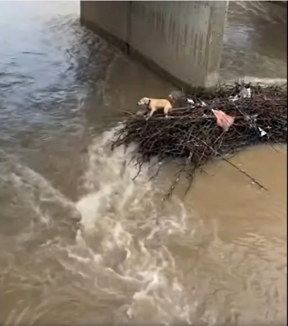 M1202004_dog rescued river