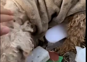 M0102009_FHB1IE8N_part2