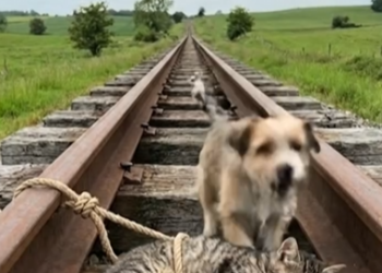 M1202005_Did anyone arrive in time to save it?