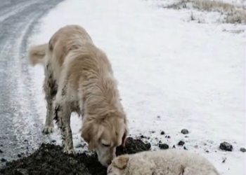 M1202007_😥😥😥🐕🐕❤️_My tears keep falling when I look at this mother dog and her puppy.