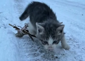 M1202008_Tiny Kitten Rescued Freezing Streets #KittenRescue #USViral