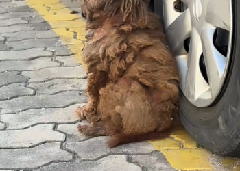 M1202010The dog has been abandoned for a long time and is starving. I pray that someone will help and adopt him.