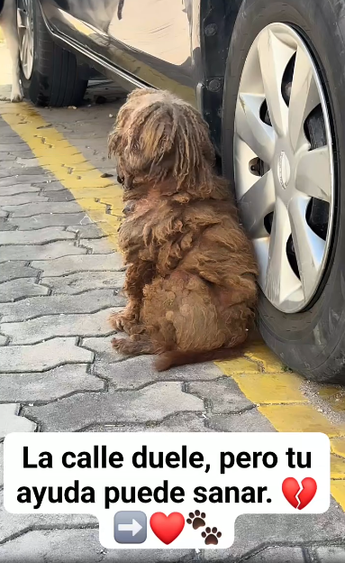 M1202010The dog has been abandoned for a long time and is starving. I pray that someone will help and adopt him.