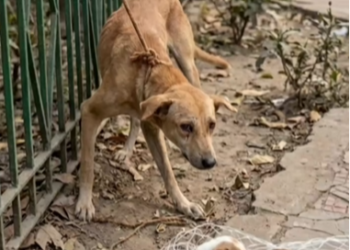 M1202014_Mother Cry, Stranger Kindness