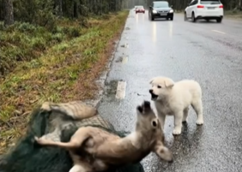 M1202013_“Has anyone rescued him yet?”