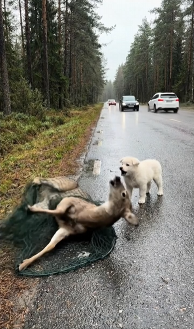 M1202013_“Has anyone rescued him yet?”